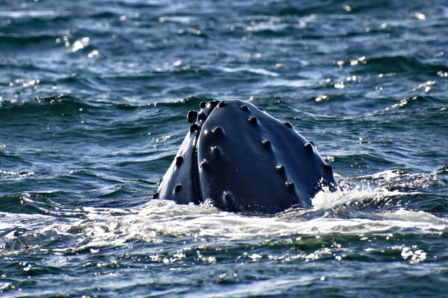 Cabeza de una ballena jorobada asomándose en Bahía de Banderas