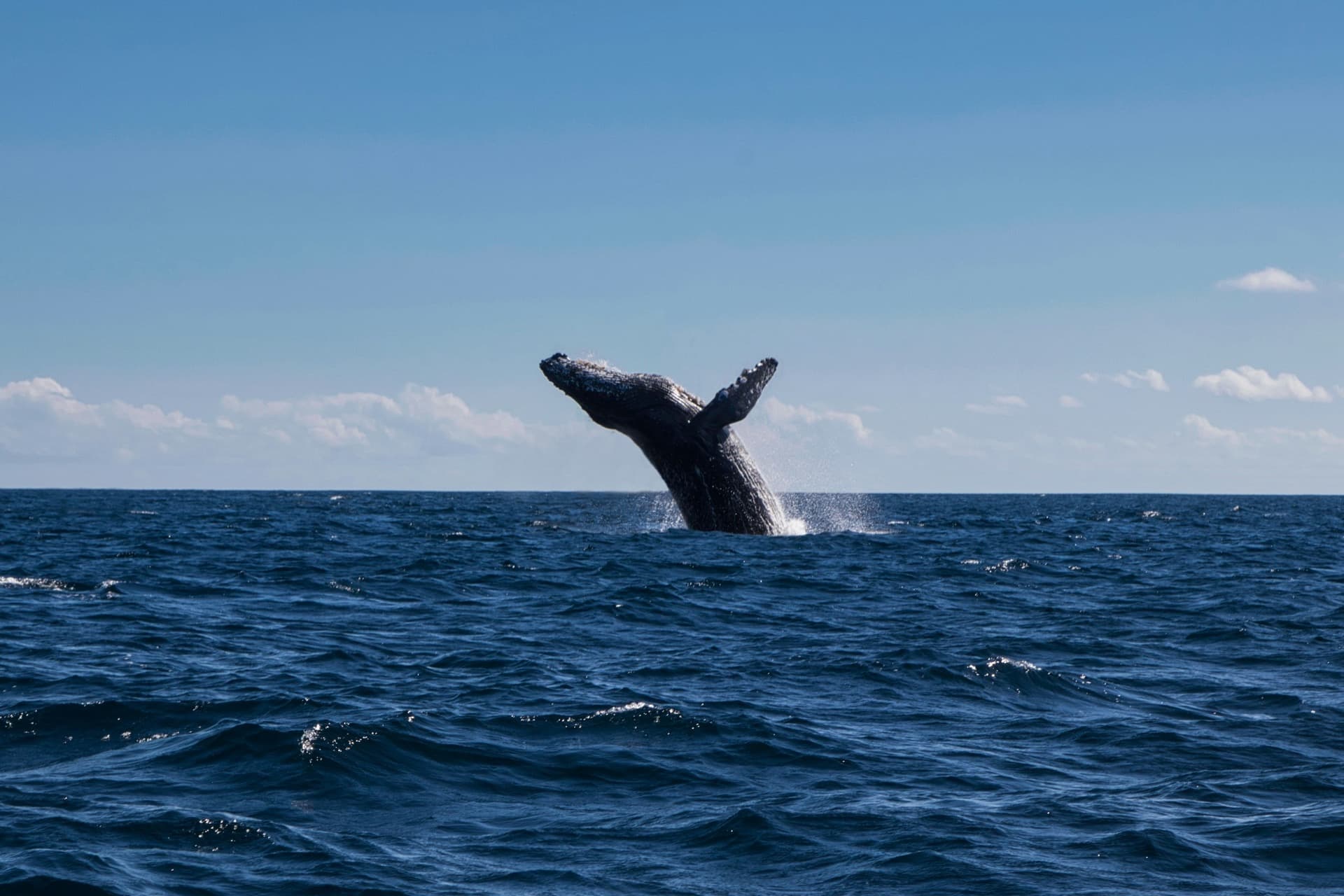 Ballena jorobada saltando fuera del agua