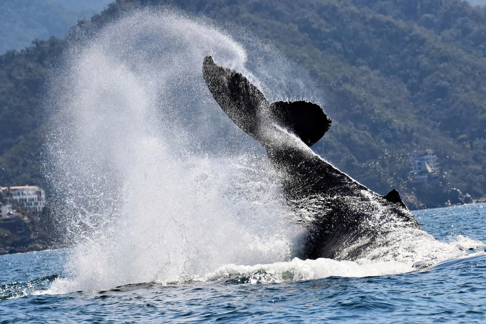 Ballena jorobada azotando la cola frente a los cerros de Puerto Vallarta